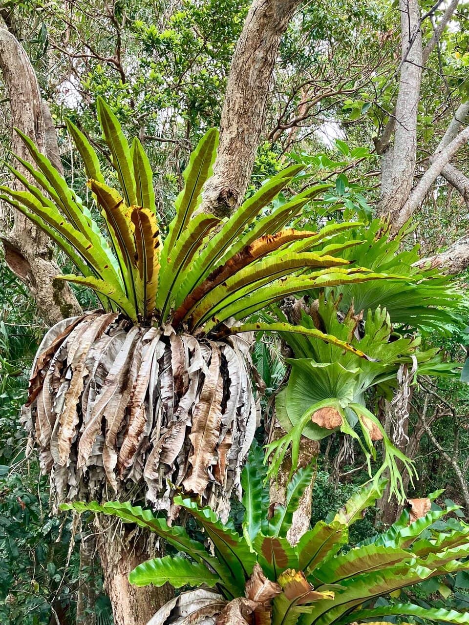 Scenic Coastal Dining