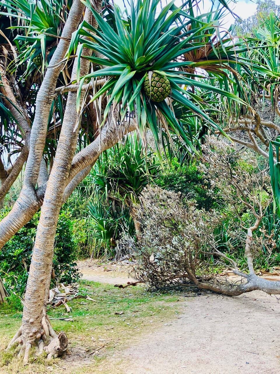 Iconic Barramundi Fish & Chips