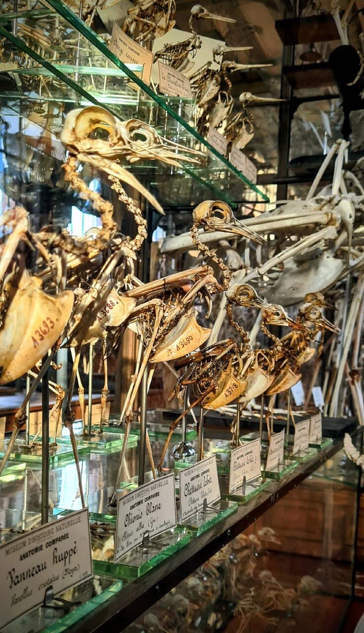 Comparative Anatomy Specimens
