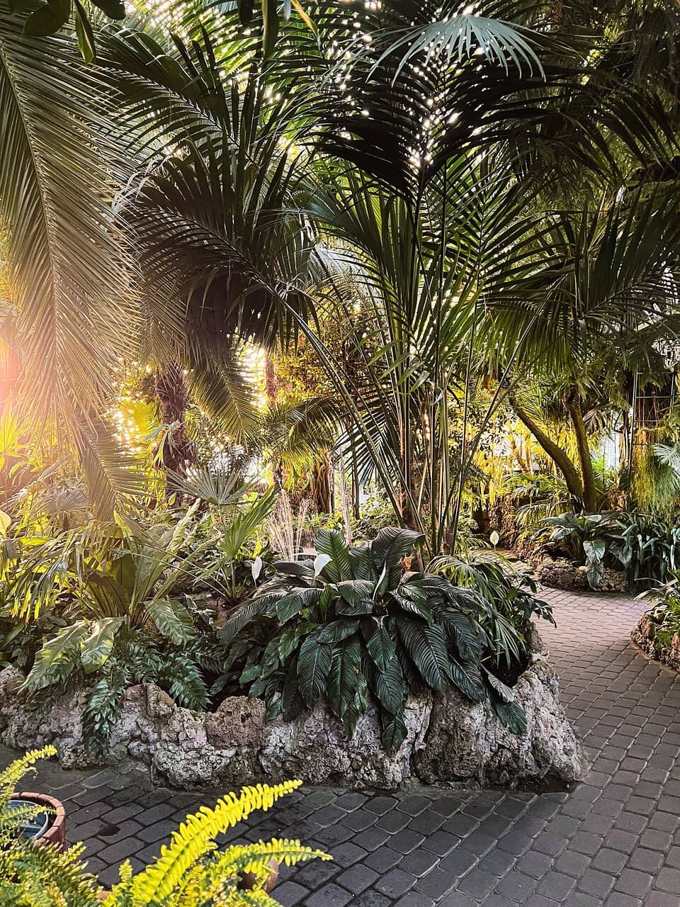 Rare Bonsai Collection