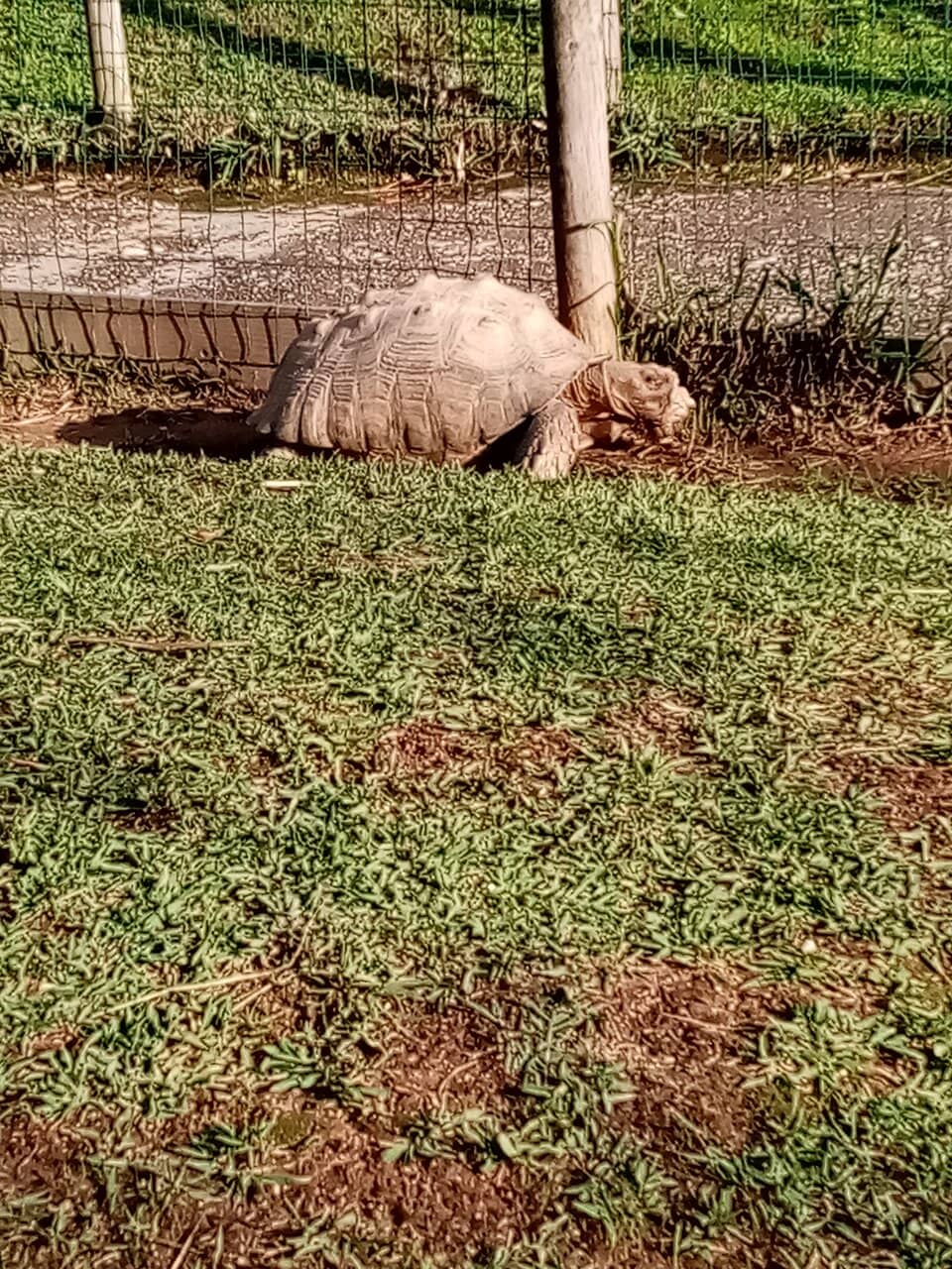 Freely Roaming Peacocks