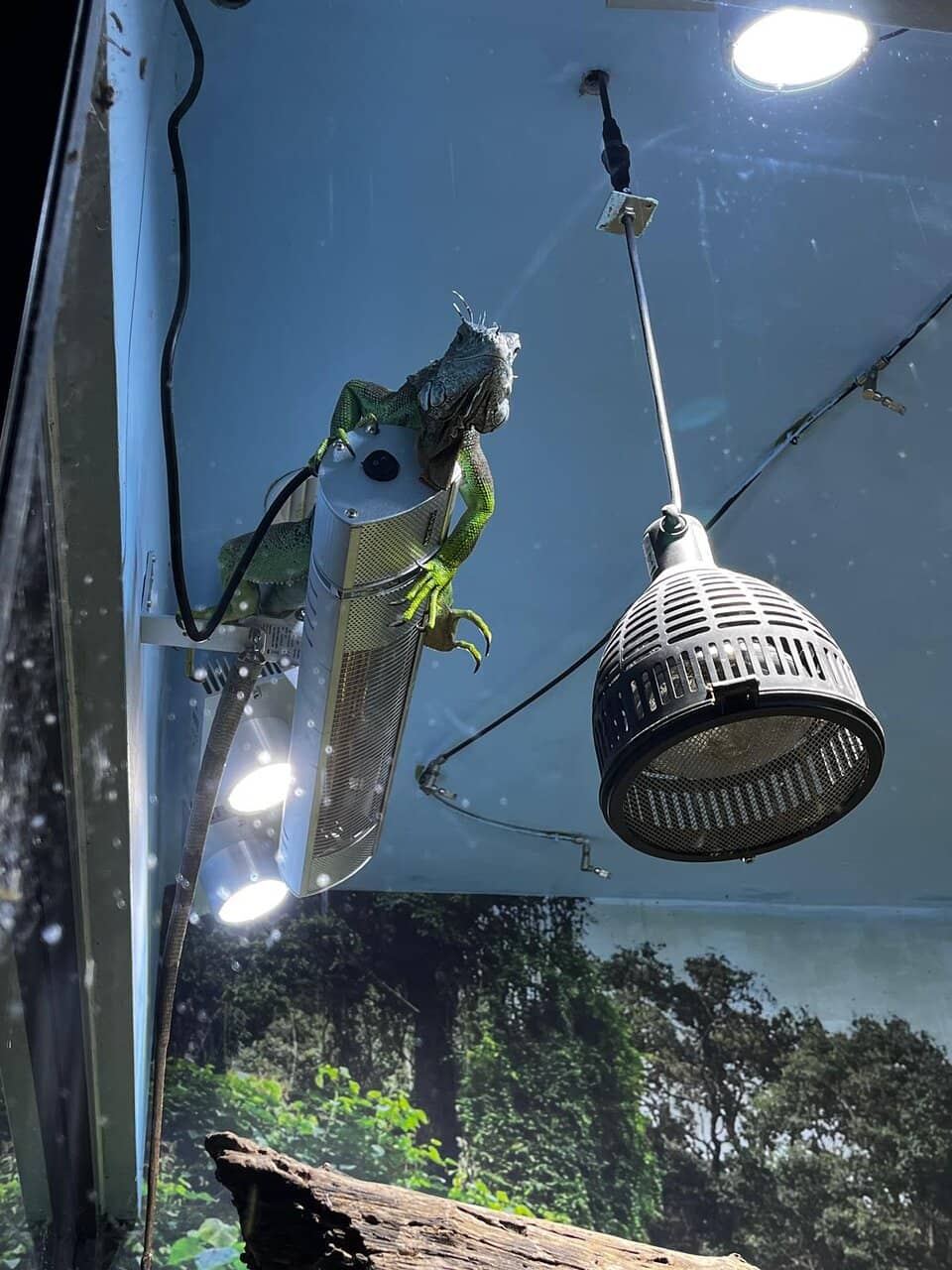 Blacktip Reef Sharks