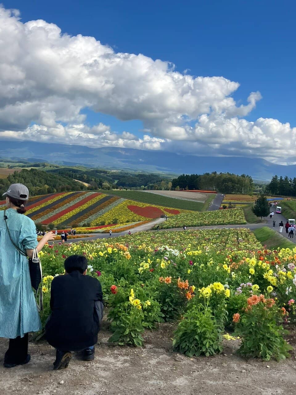 Rainbow Flower Fields
