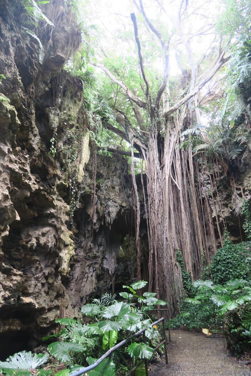Ancient Banyan Trees