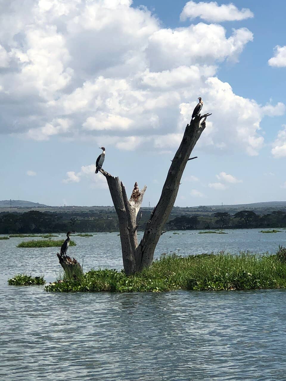 Durapoa Thrift Fashion