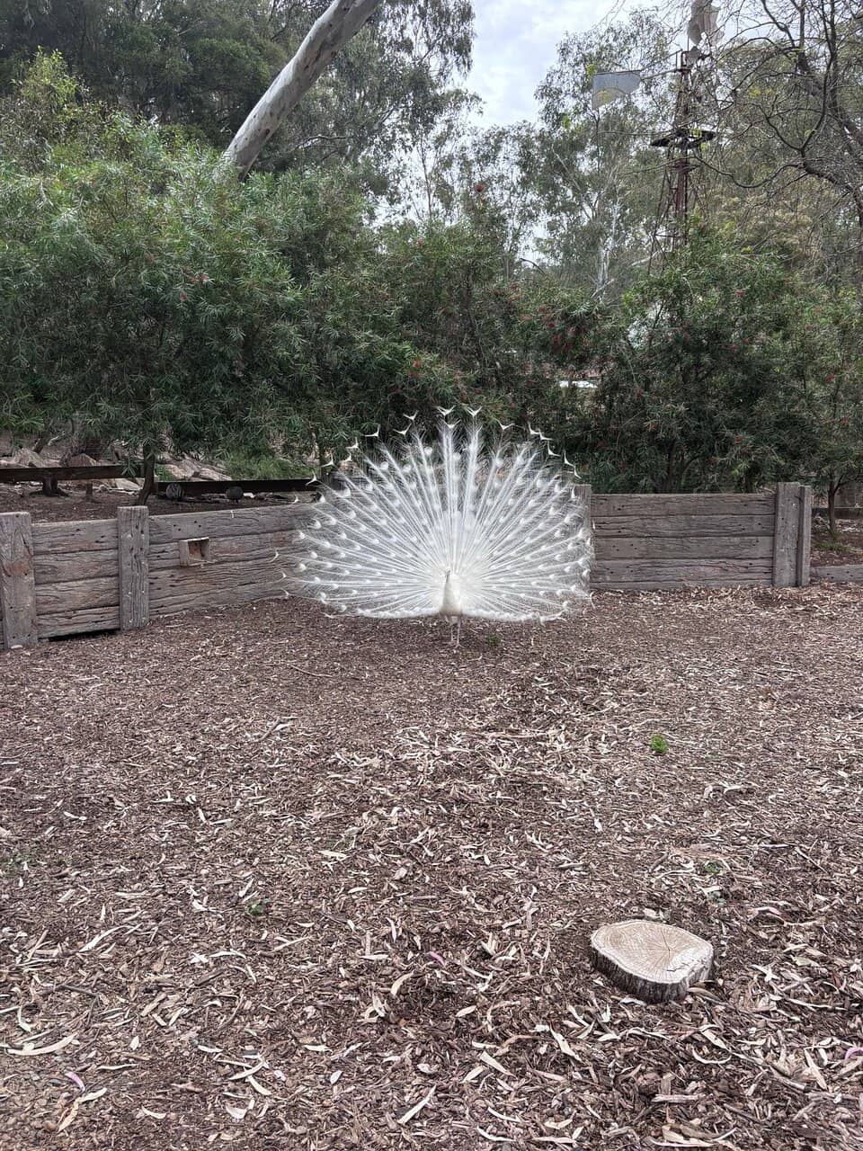 Diverse Animal Collection