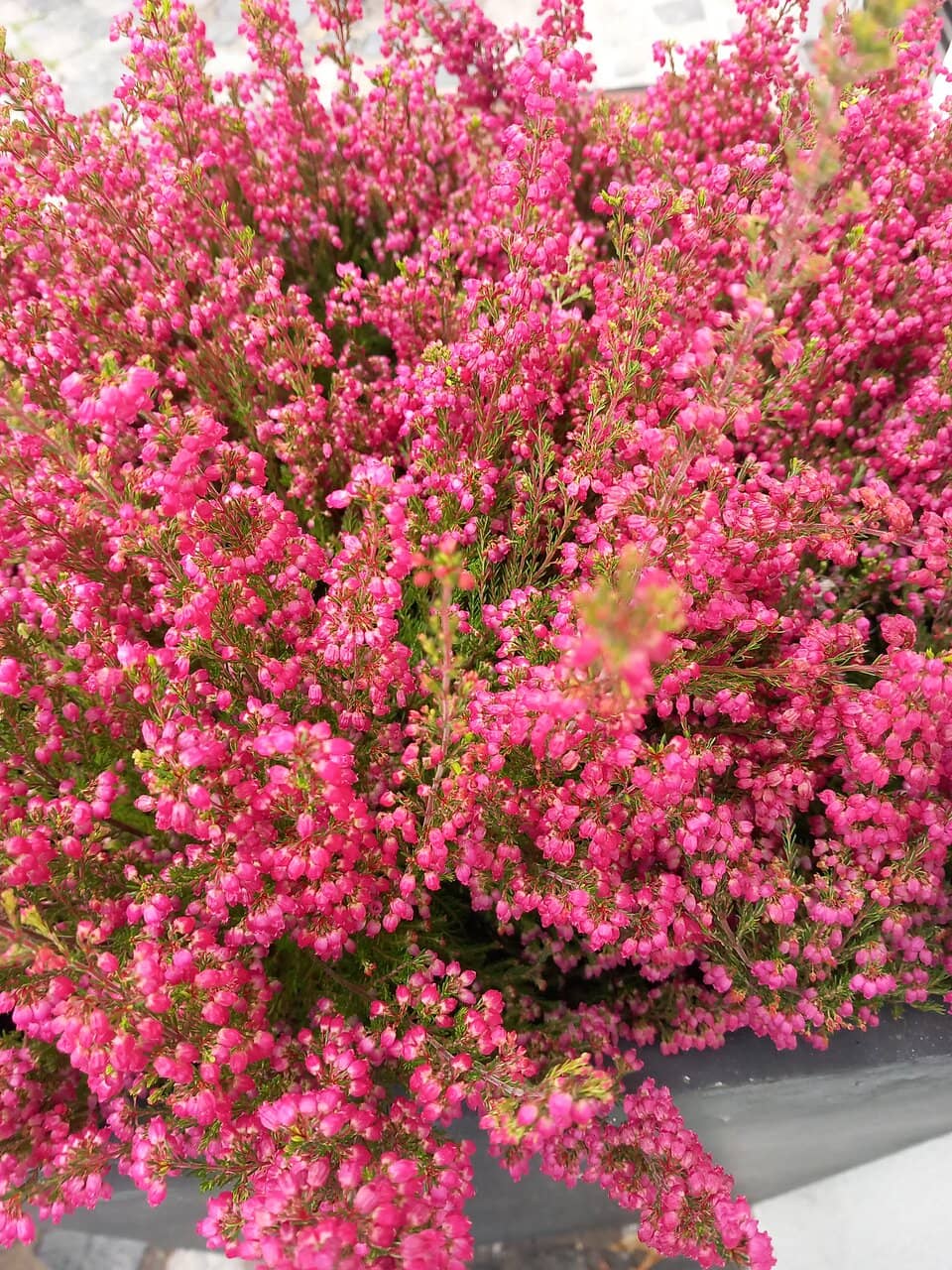 Panoramic Lake Views