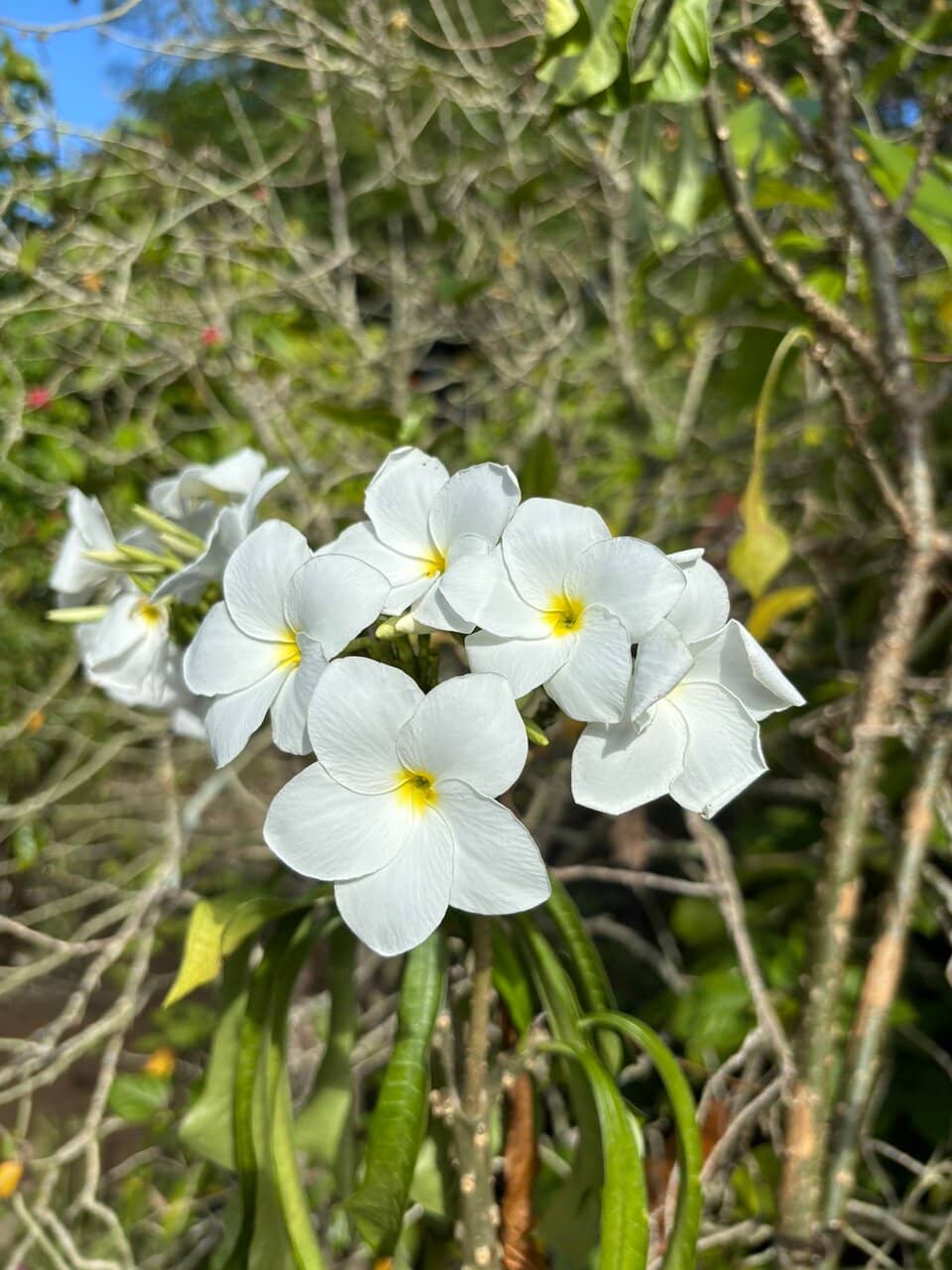 Chocolate Tasting & Products