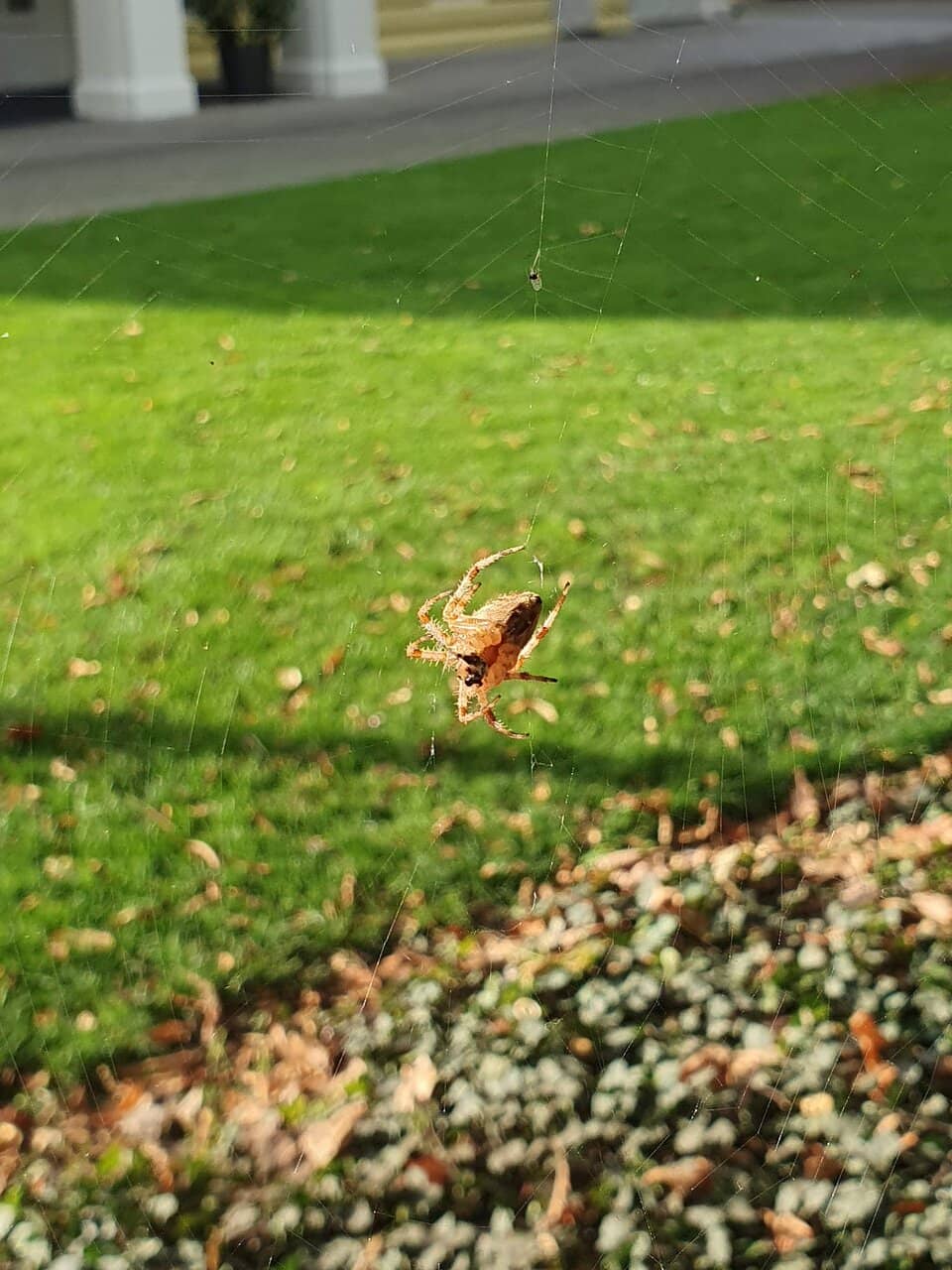 Paddle Boat Adventure
