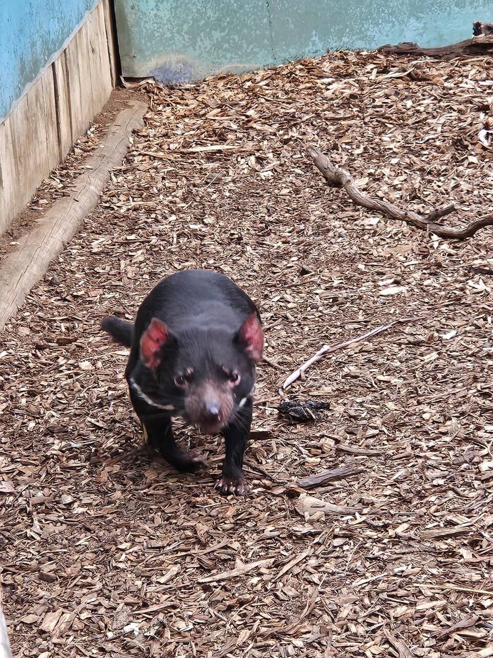 Tasmanian Devil Encounters