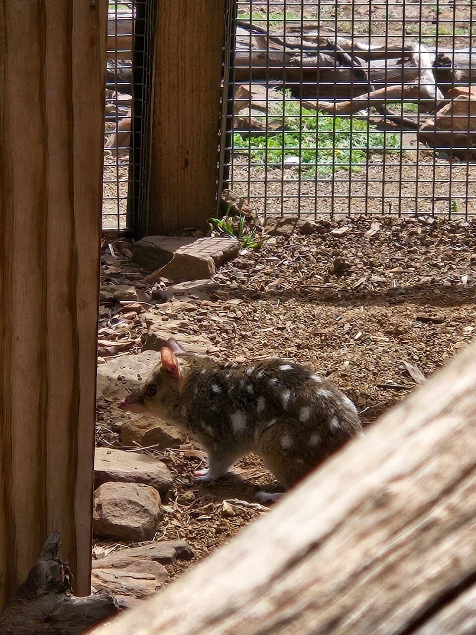 Free-Roaming Kangaroos