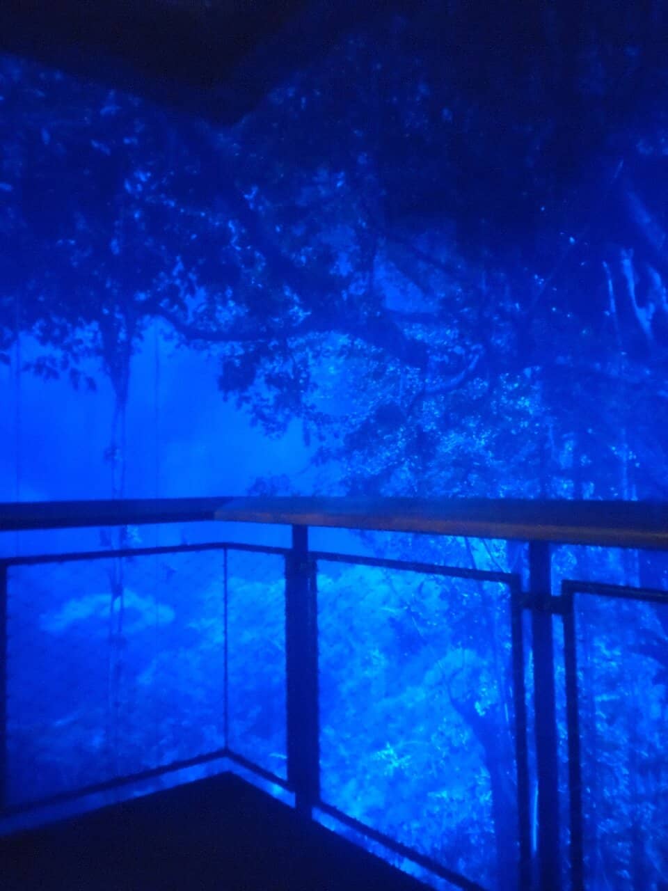 Observation Deck Views