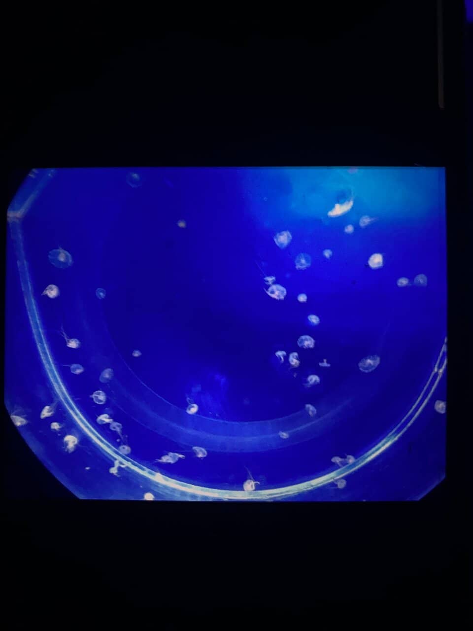 Giant Spherical Aquarium