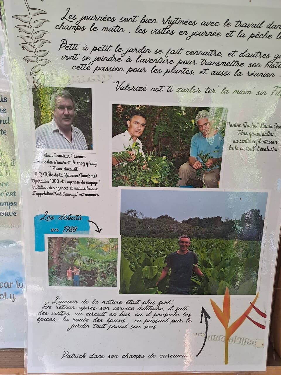 Orchids in Wild Splendor