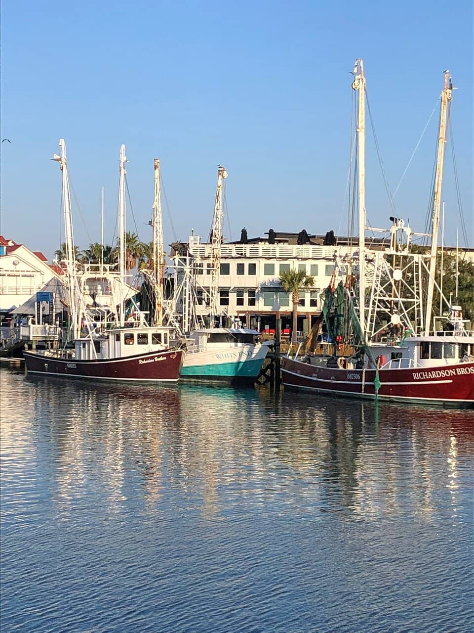 Dolphin & Bird Watching