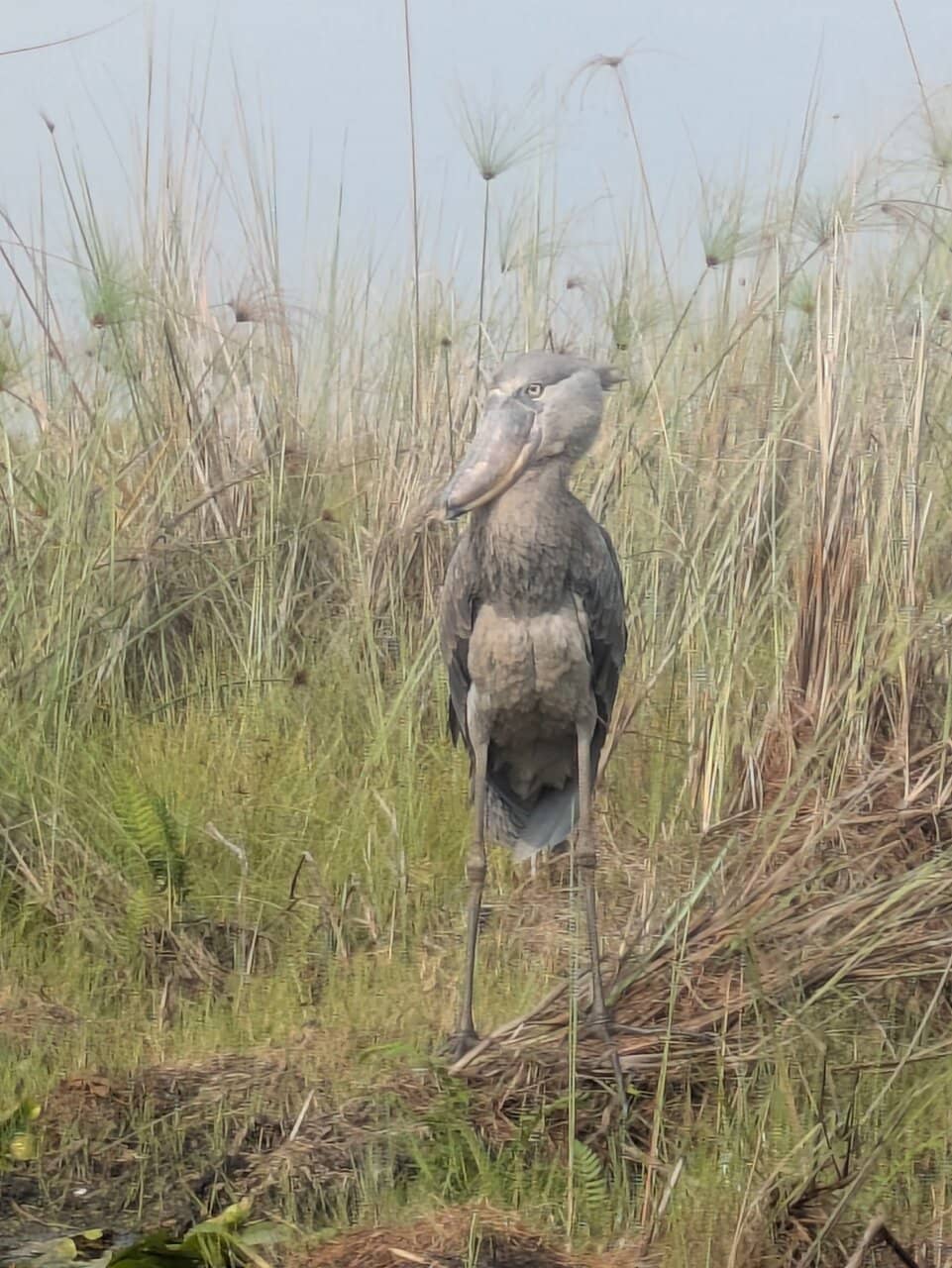 Diverse Birdlife Spectacle