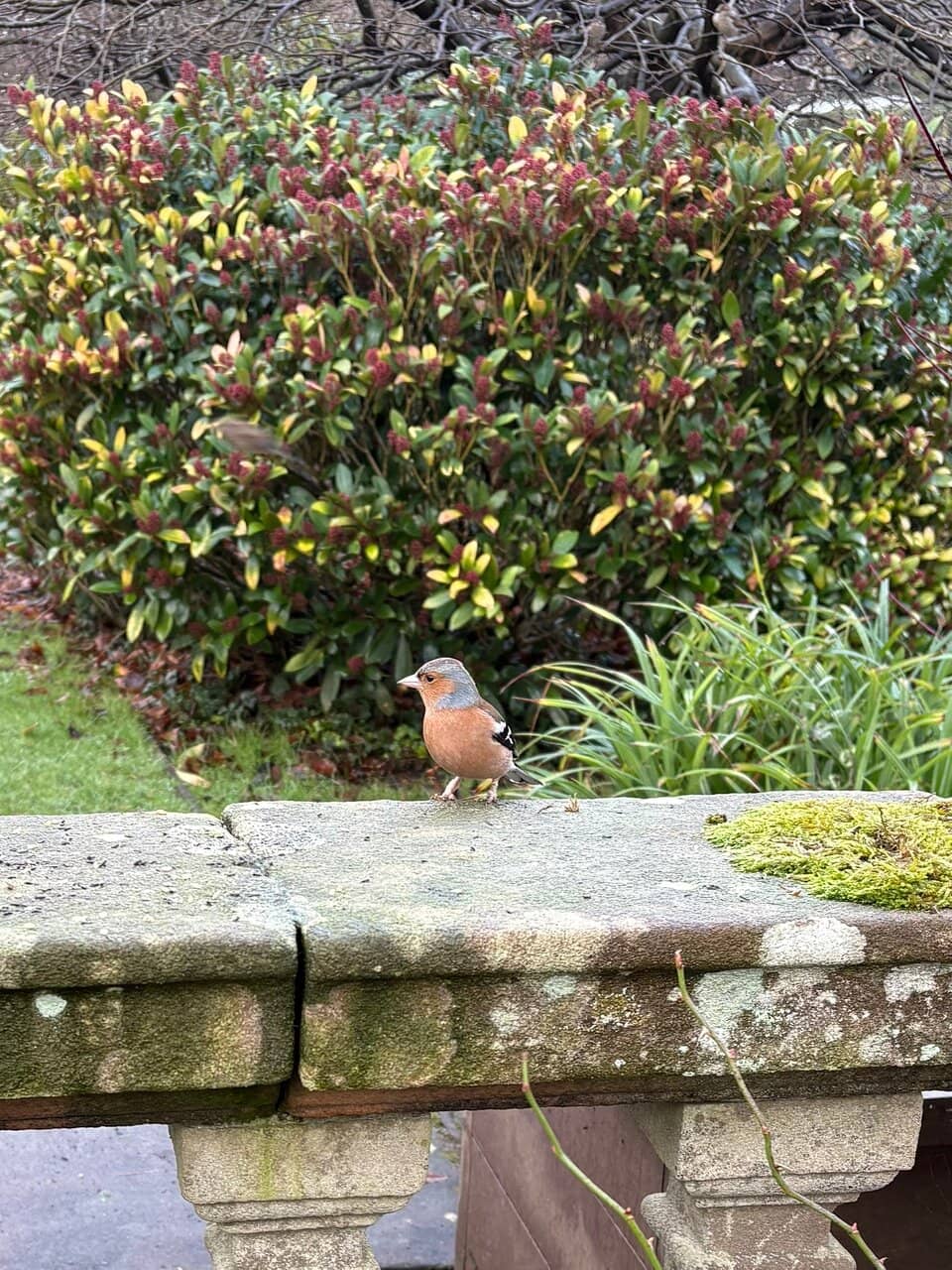 Boat Rides on the Pond