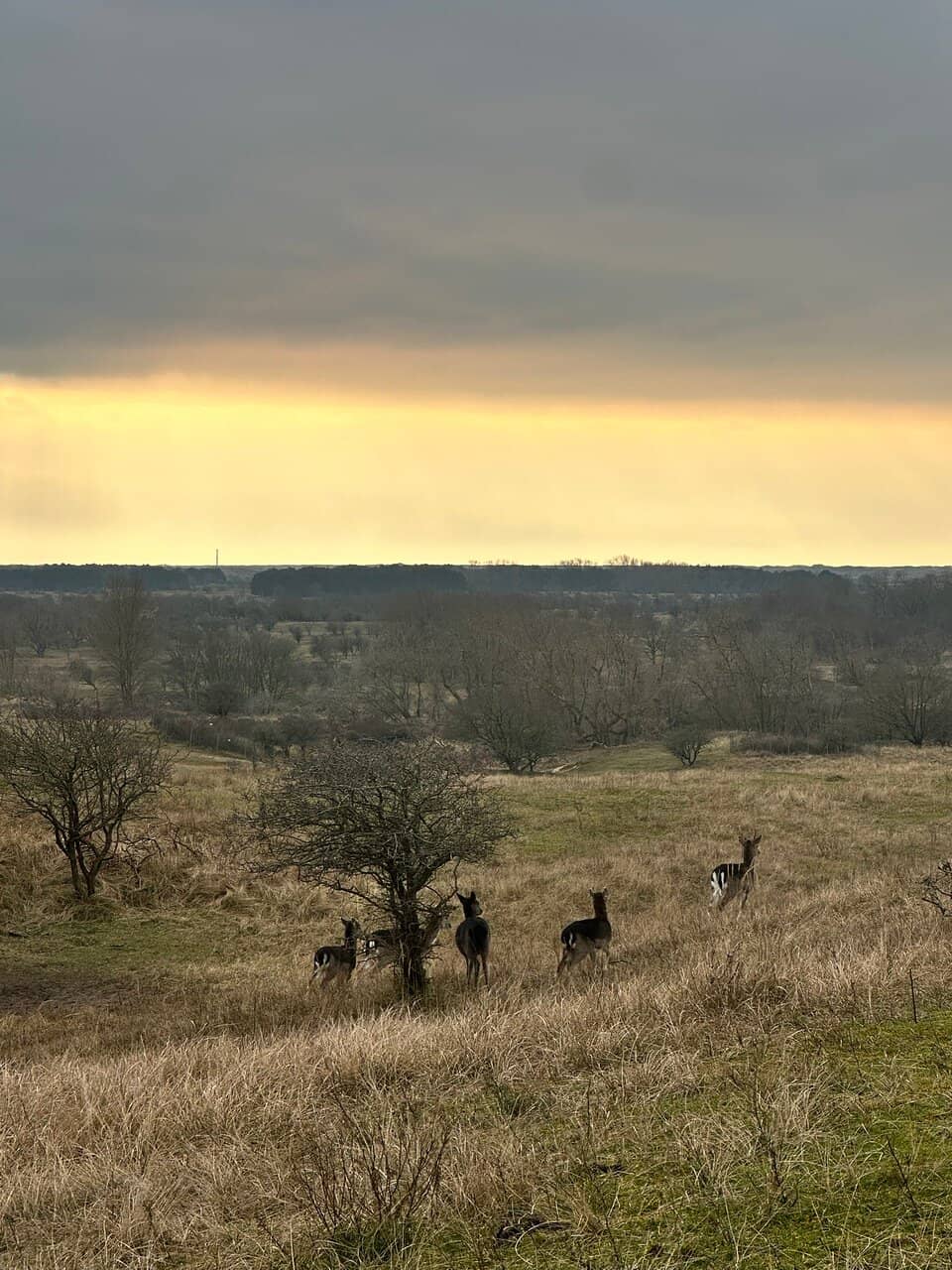 Dune and Woodland Trails