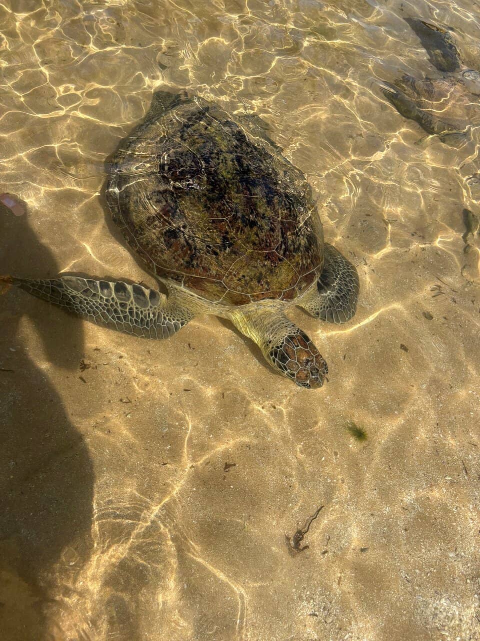 Golden Sandy Shoreline