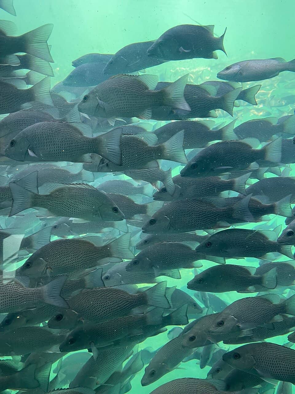 Native Florida Wildlife