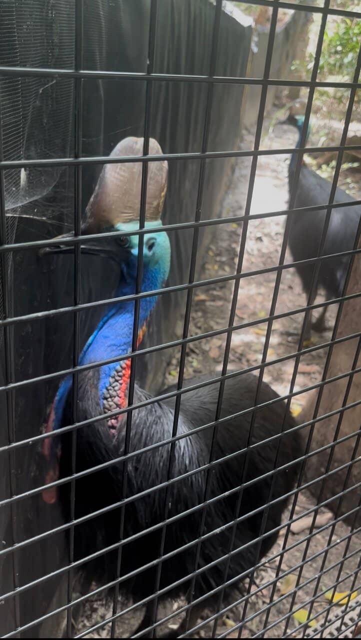 Australian Wildlife Viewing