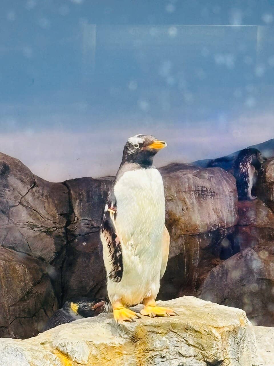 World's Largest Penguin Variety