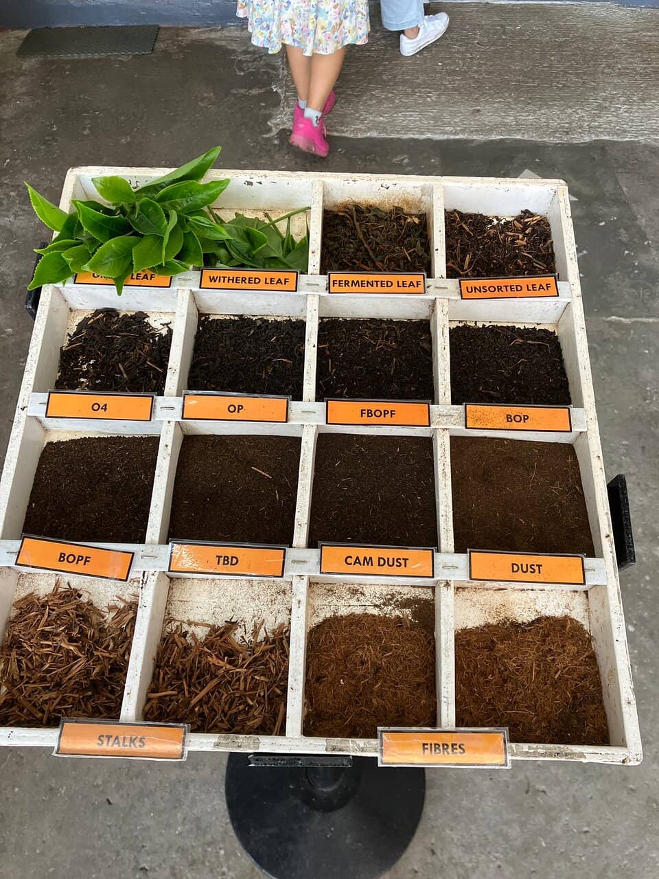 BOH Tea Tasting Experience