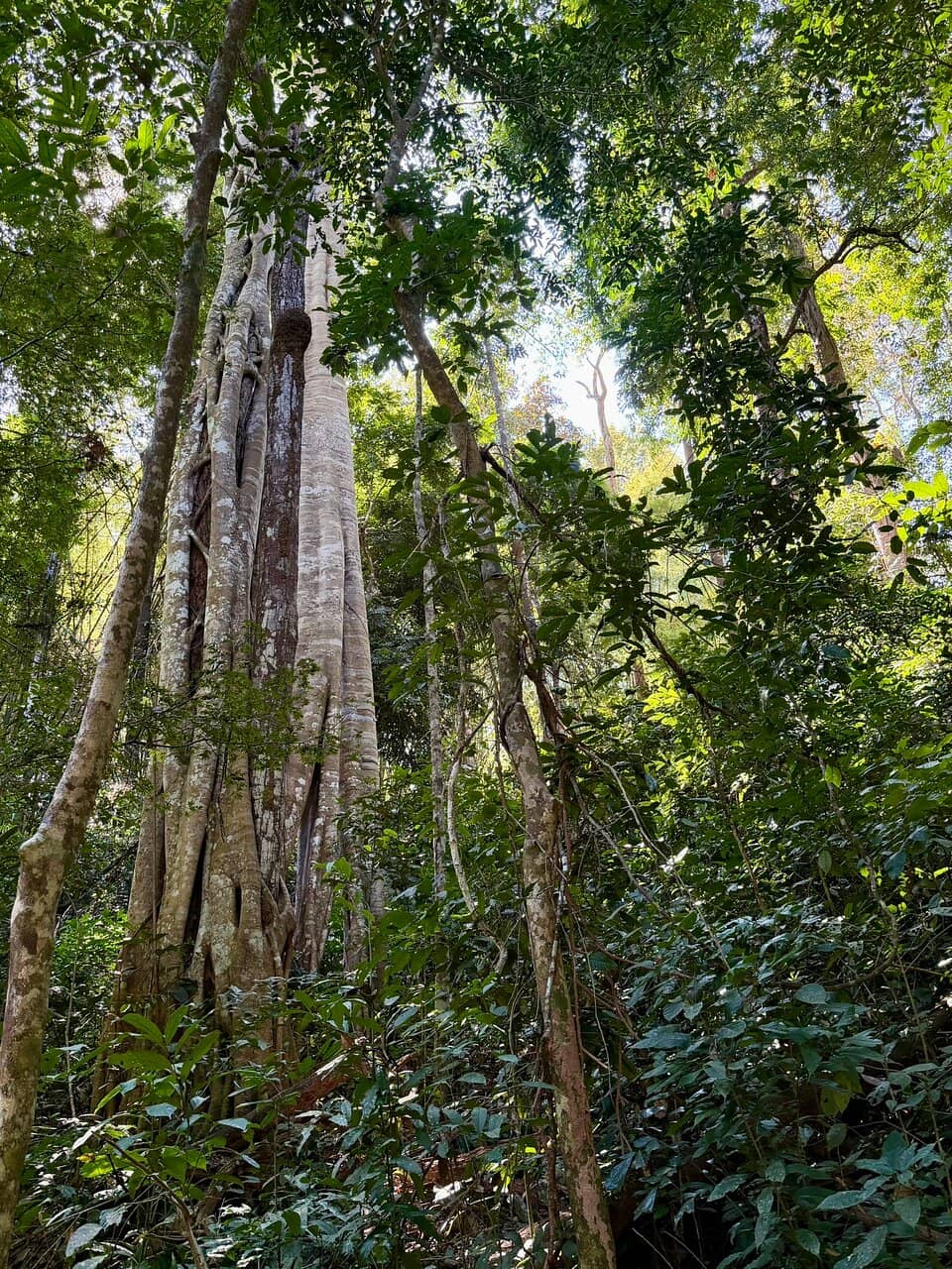 Climb the Sticky Falls
