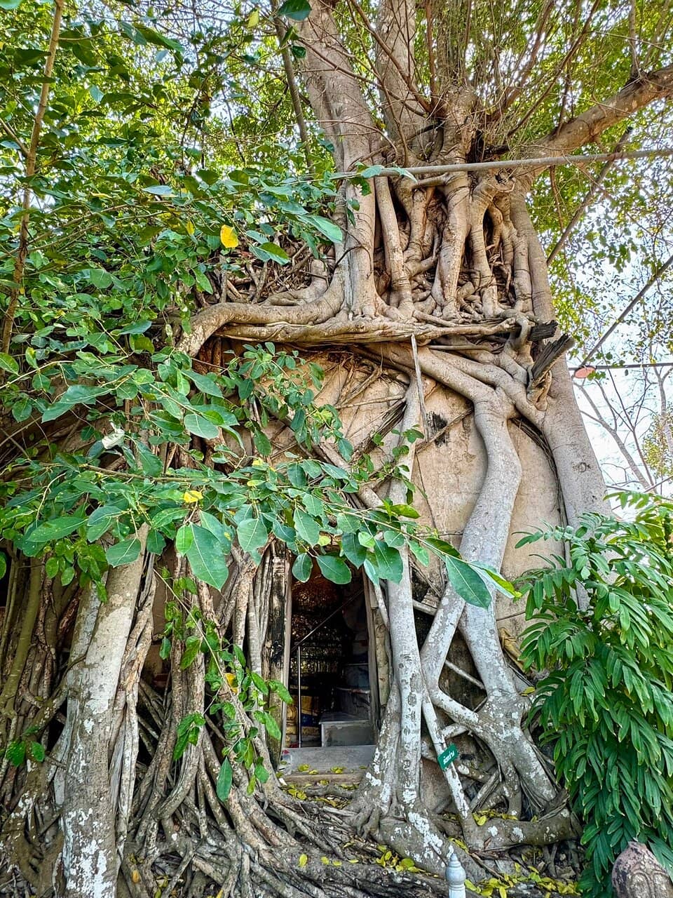 Golden Buddha Statue