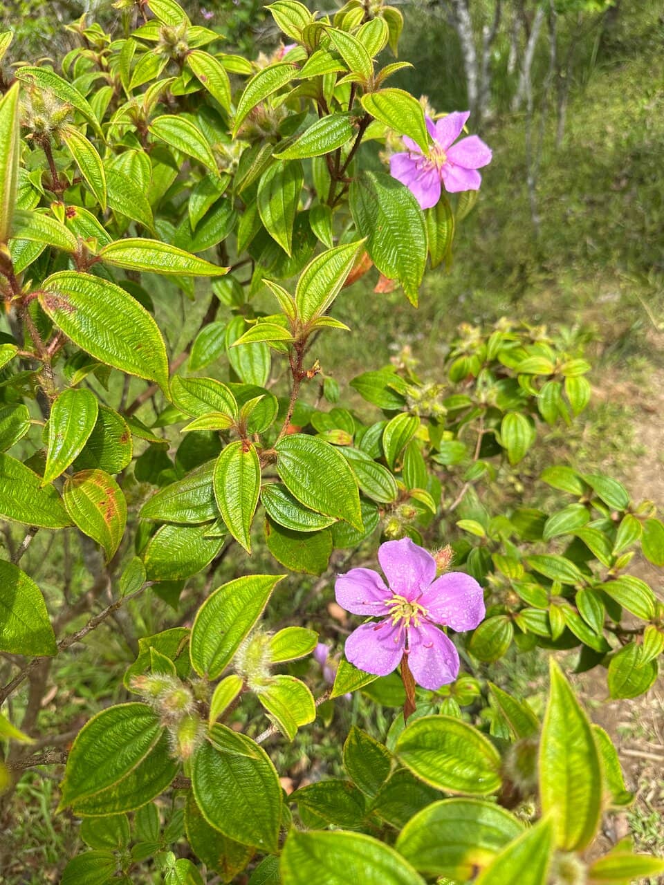 Night Trail with Fireflies