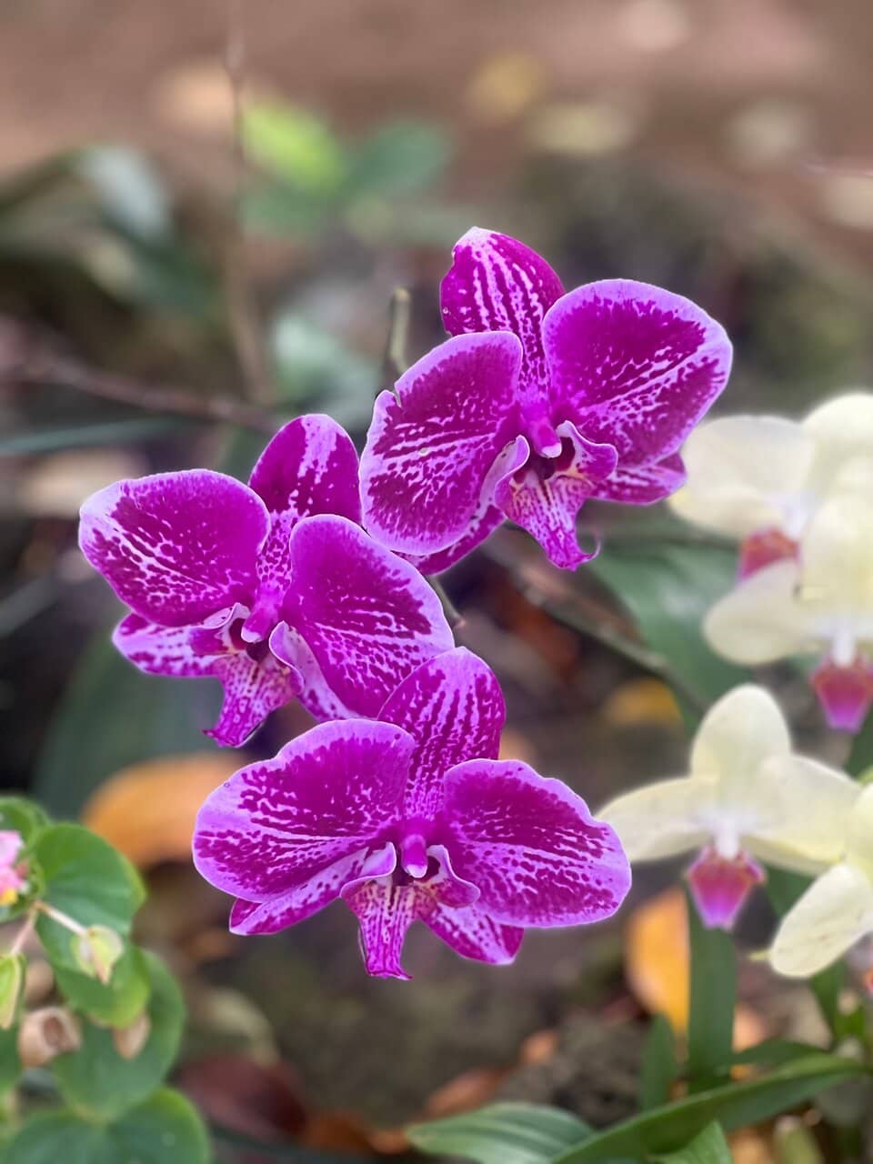 Diverse Garden Collections