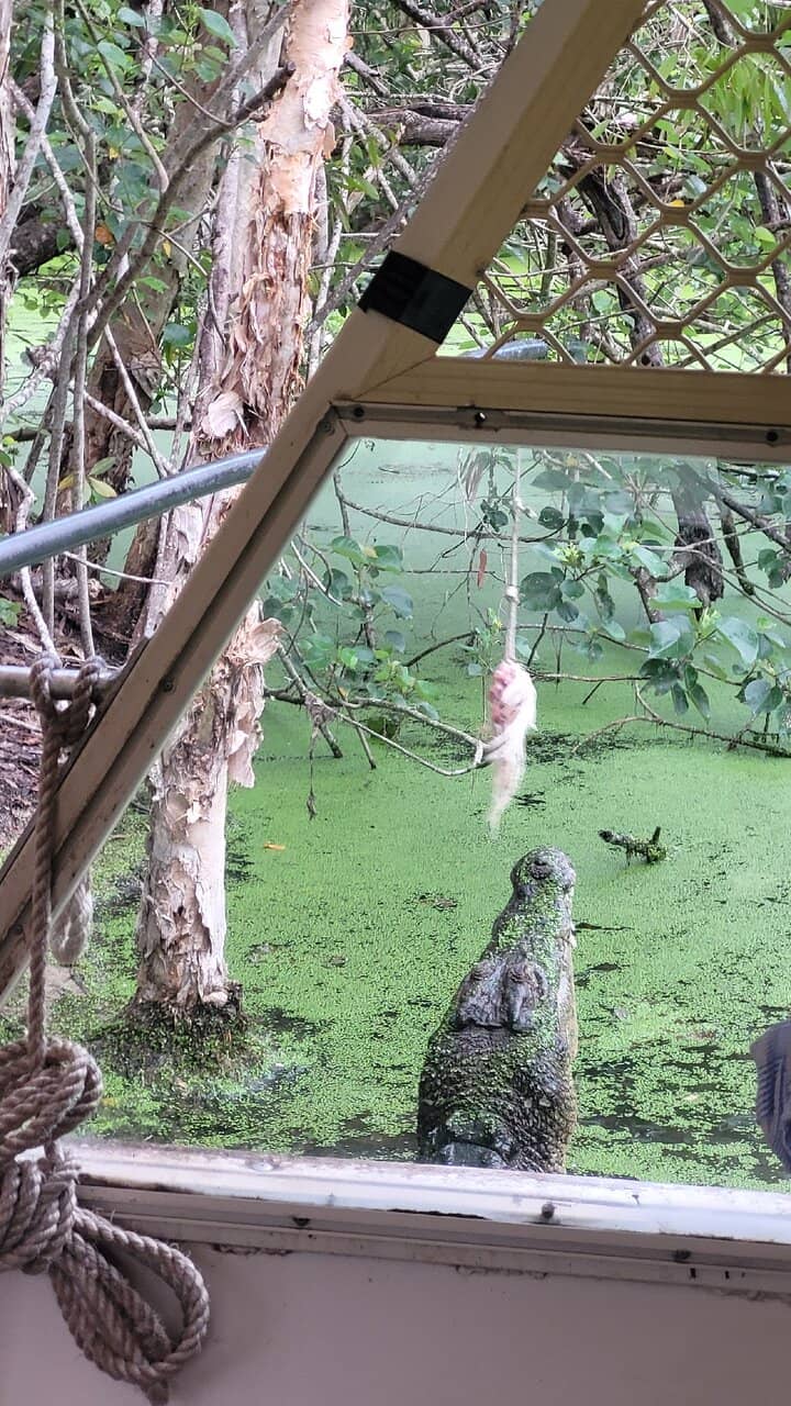 Crocodile Shows & Feeding