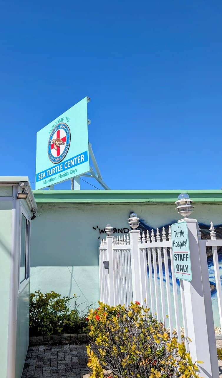 Turtle Hospital Ambulance