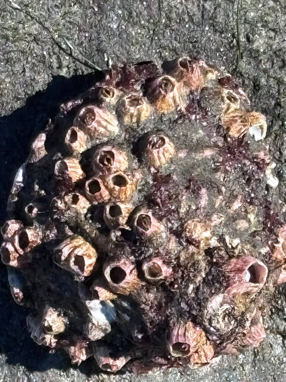 Hotel del Coronado Proximity