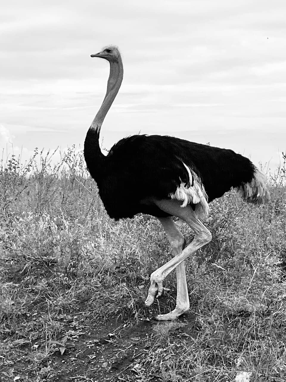 Safari Walk Experience