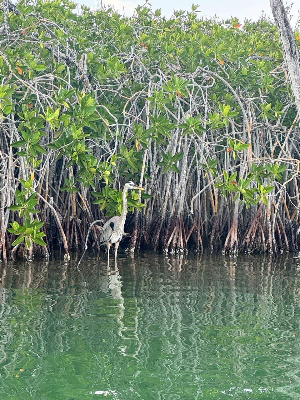 Mayan Ruins of Muyil