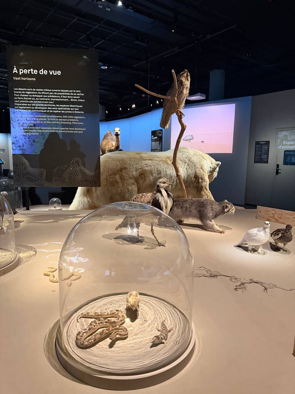 Evolutionary Journey