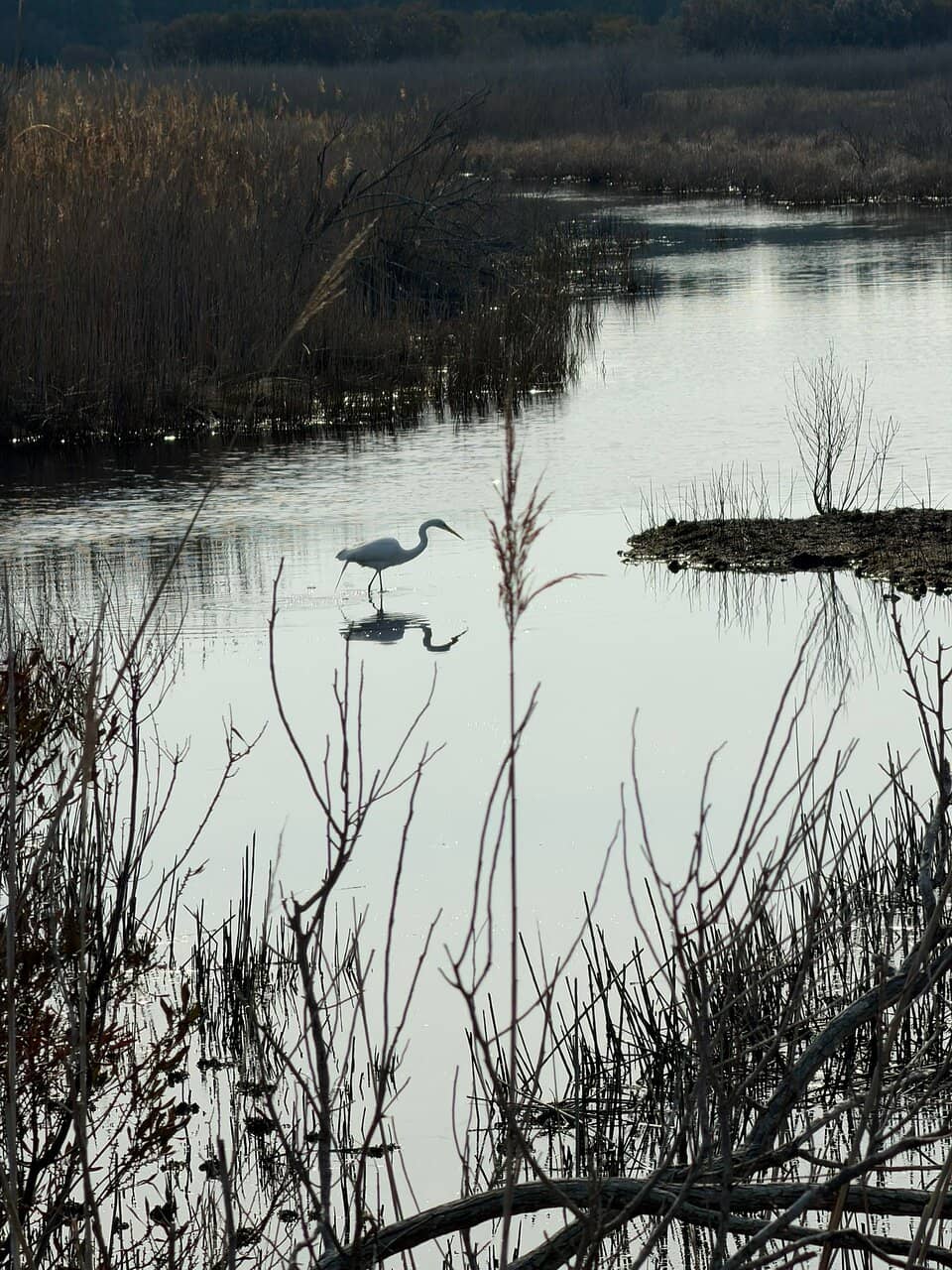 Chincoteague National Wildlife Refuge Beach