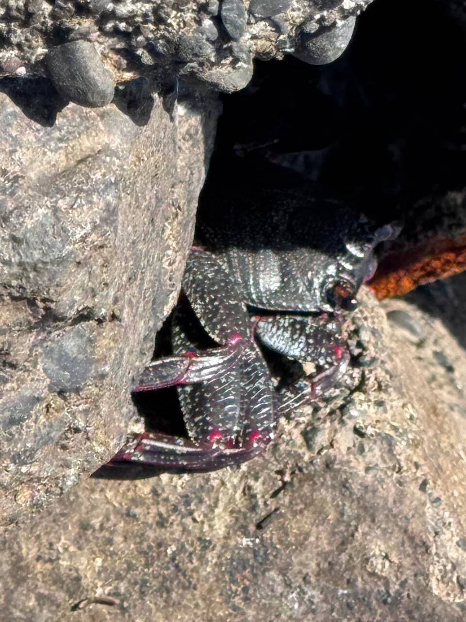 Exotic Fruit Gardens