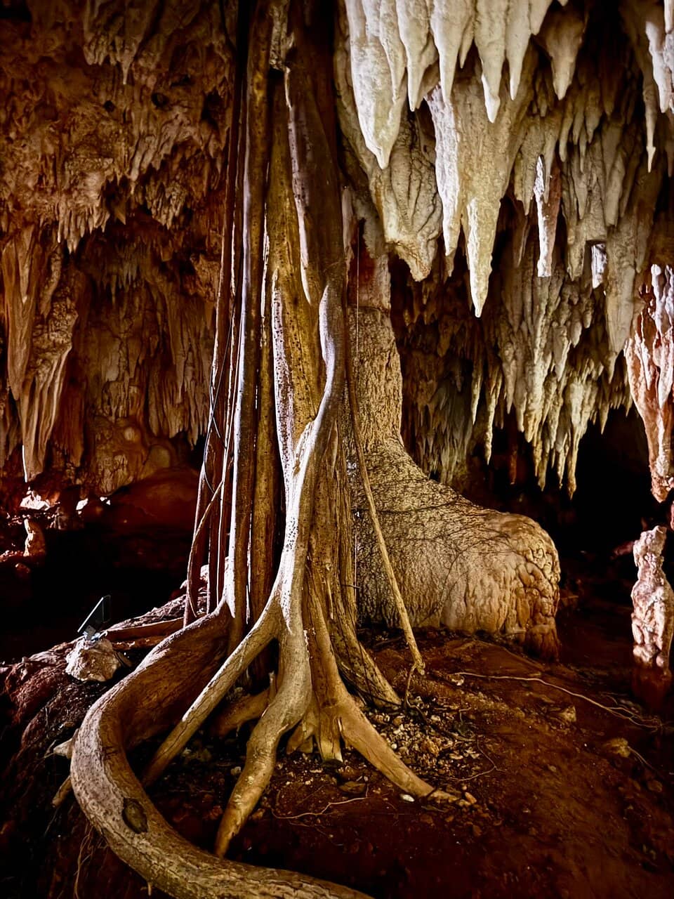 Tropical Forest Walk