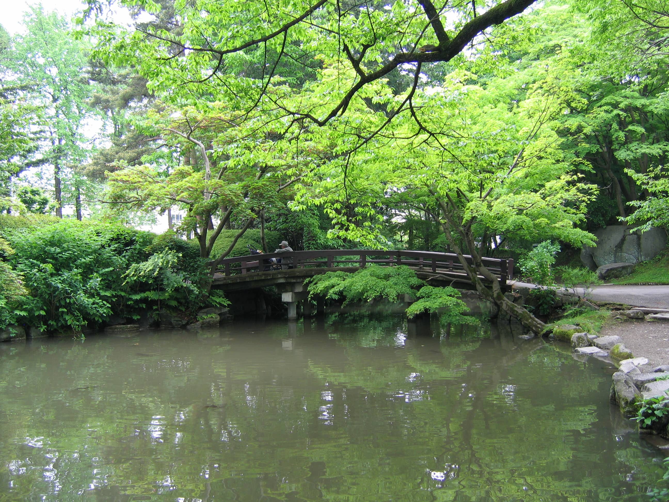 Spring Cherry Blossoms