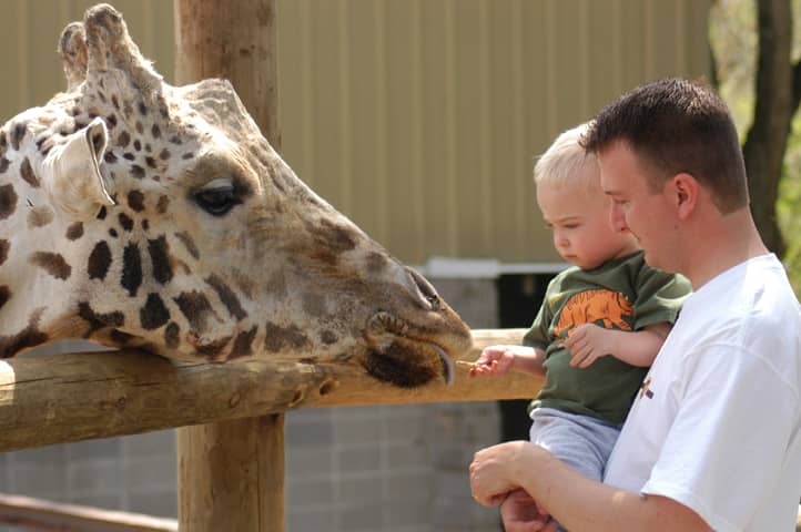 Maned Wolf Encounter