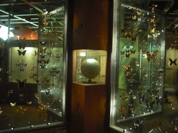 Geology and Local Flora/Fauna