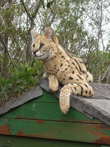 Wildlife Hospital & Rehabilitation