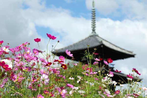 The Ancient Three-Story Pagoda