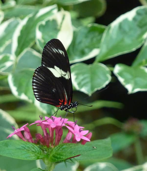 Megaldon & Shark Fossils