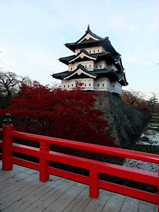 Cherry Blossom Spectacle