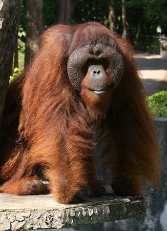 Nocturnal Animal Encounters