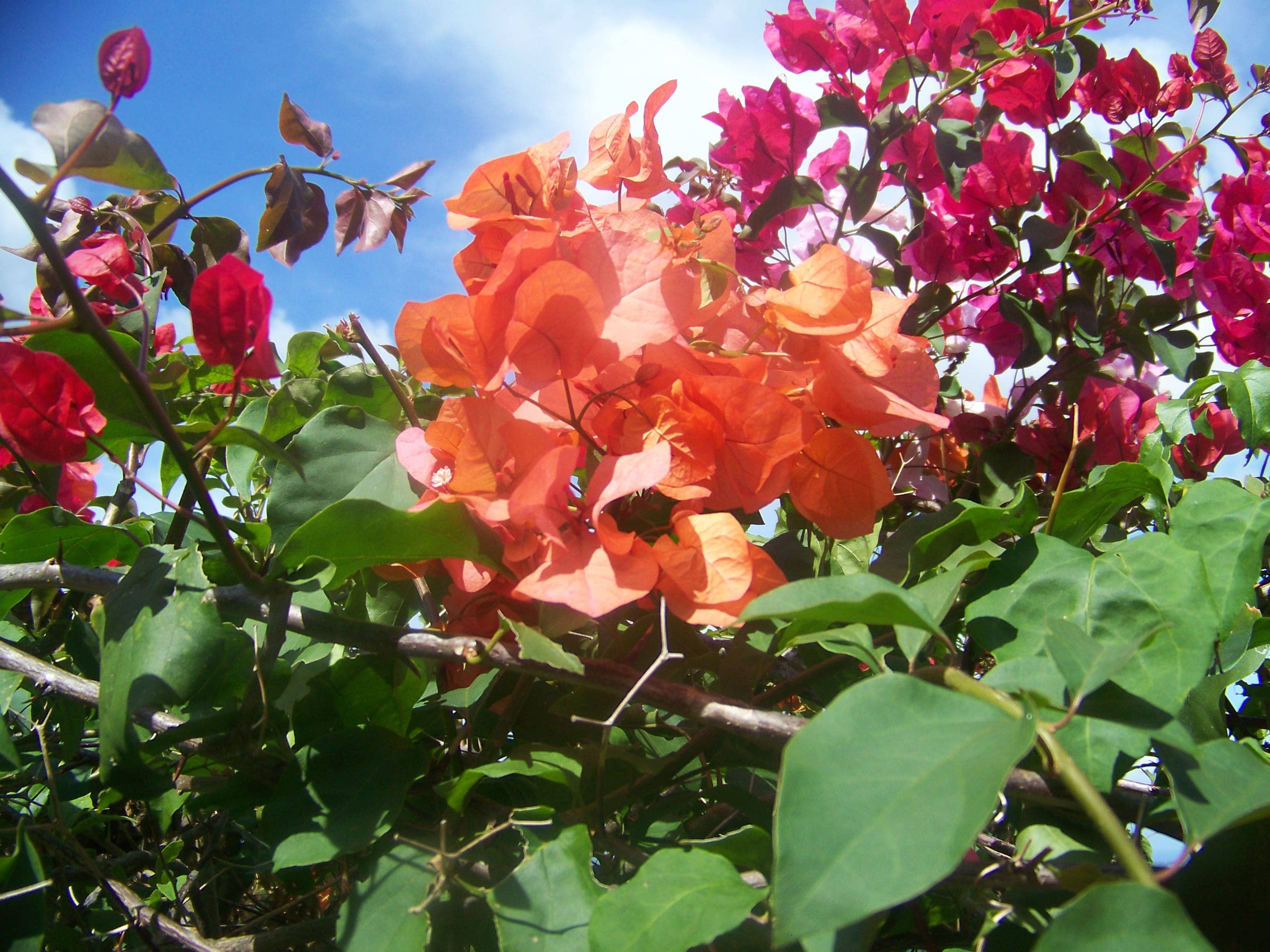 Terraced Botanical Gardens