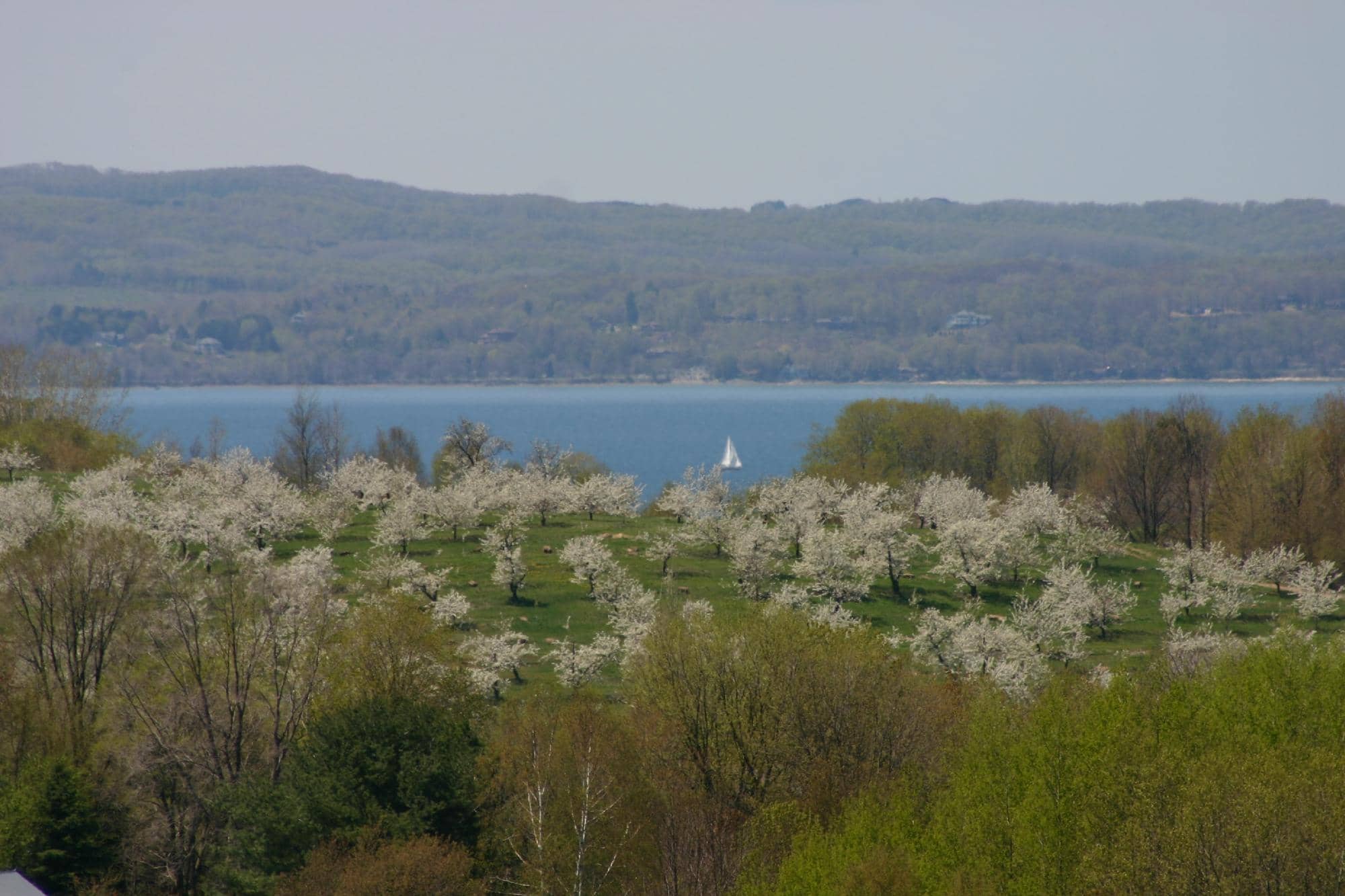 Award-Winning Rieslings